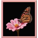 Beautiful Butterfly