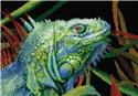 Kit, Iguana by Riolis