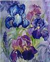 Iris - QS