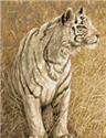 White Light (Tiger)