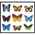 Butterfly Sampler