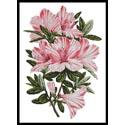 Pink Azaleas