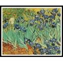 The Irises