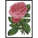 Pink Roses Print