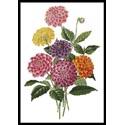 Dahlias