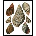 Bulla Shells