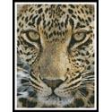 Leopard Close Up