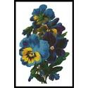 Pansies 3