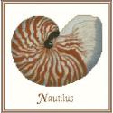 Shell Nautilus