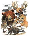 North American Wildlife