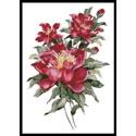 Red Peonies