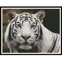 White Tiger 2
