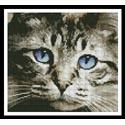 Mini Blue Eyes
