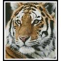 Siberian Tiger