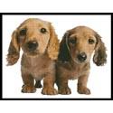 Dachshund Puppies