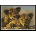 Lion Cubs