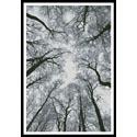 Looking up at Winter Trees