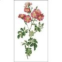 Pattern, Willmott: California Rose by PinoyStitch