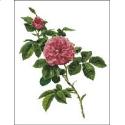 Pattern, Willmott: Rosa Centifolia Rose by PinoyStitch