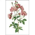 Willmott: Rosa Chinensis Rose