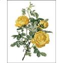Pattern, Willmott: Rosa Hemisphaerica by PinoyStitch