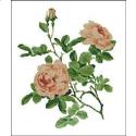 Willmott: Rose Alba