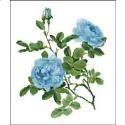 Pattern, Willmott: Rose Alba Blue by PinoyStitch