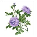 Pattern, Willmott: Rose Alba Violet by PinoyStitch