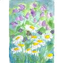 Sweet Peas and Daisies