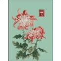 Japanese Chrysanthemum Double Red White