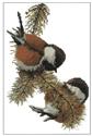 Chestnut Backed Chickadees