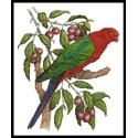 King Parrot