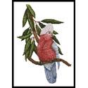 Galah