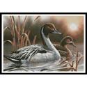 Pintails