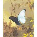 Blue Morpho Butterfly