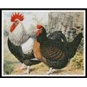 Rooster and Chicken