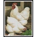 White Cochin Chickens