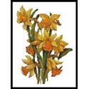 Daffodils