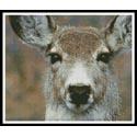 Deer Face