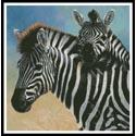 Zebra and Foal