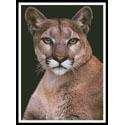 Cougar