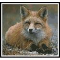 Red Fox Photo