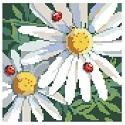 Daisies