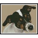 Mini Fox Terrier Puppy