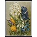 Hyacinths, Crocus, Snowdrops and Scillas