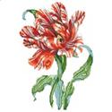Pattern, Striped Parrot Tulip by Kooler Design Studio