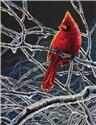 Ice Cardinal