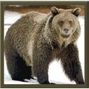 Last Bear of the Season