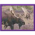Moose in the Meadow