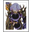 Pattern, My Iris Garden by Mary Gaines Designs